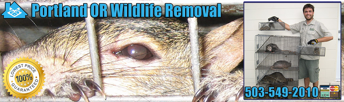 Portland Wildlife and Animal Removal